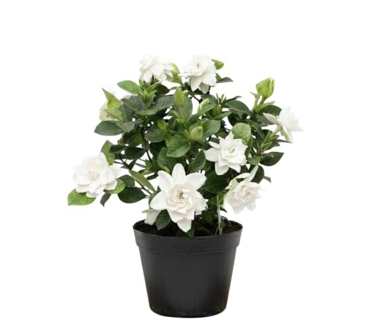 White Gardenia Live Plant 6-8 Inch Tall 3.5 Inch Pot C58725