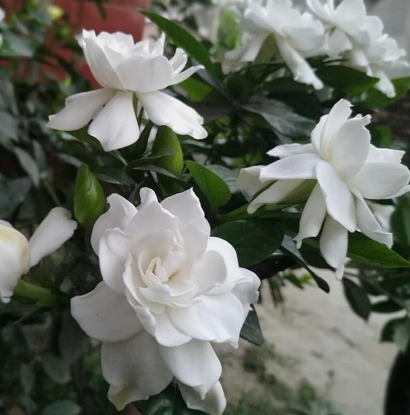 White Gardenia Live Plant 6-8 Inch Tall 3.5 Inch Pot C58725