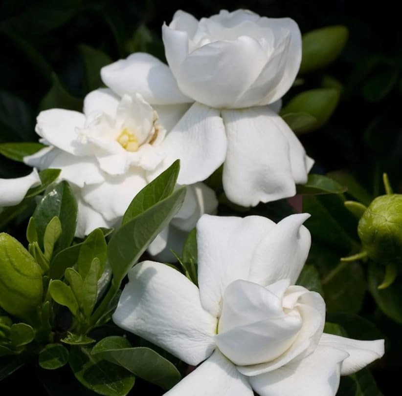 White Gardenia Live Plant 6-8 Inch Tall 3.5 Inch Pot C58725
