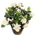 White Gardenia Live Plant 6-8 Inch Tall 3.5 Inch Pot C58725