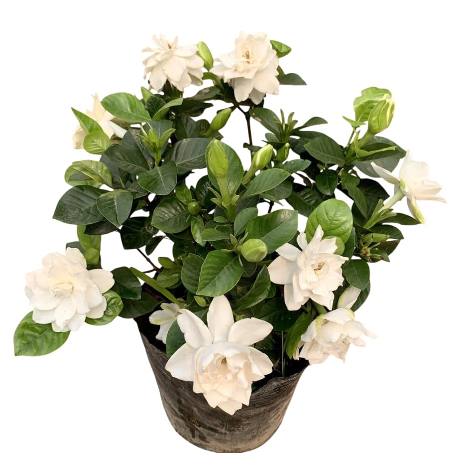 White Gardenia Live Plant 6-8 Inch Tall 3.5 Inch Pot C58725