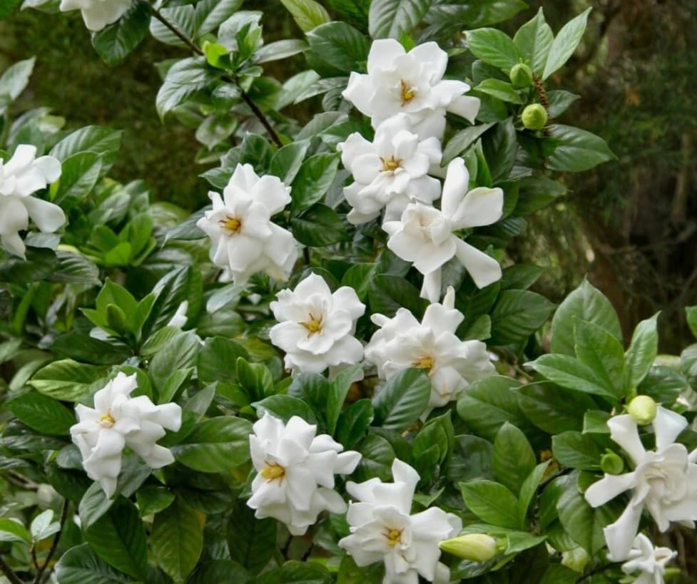 White Gardenia Live Plant 6-8 Inch Tall 3.5 Inch Pot C58725