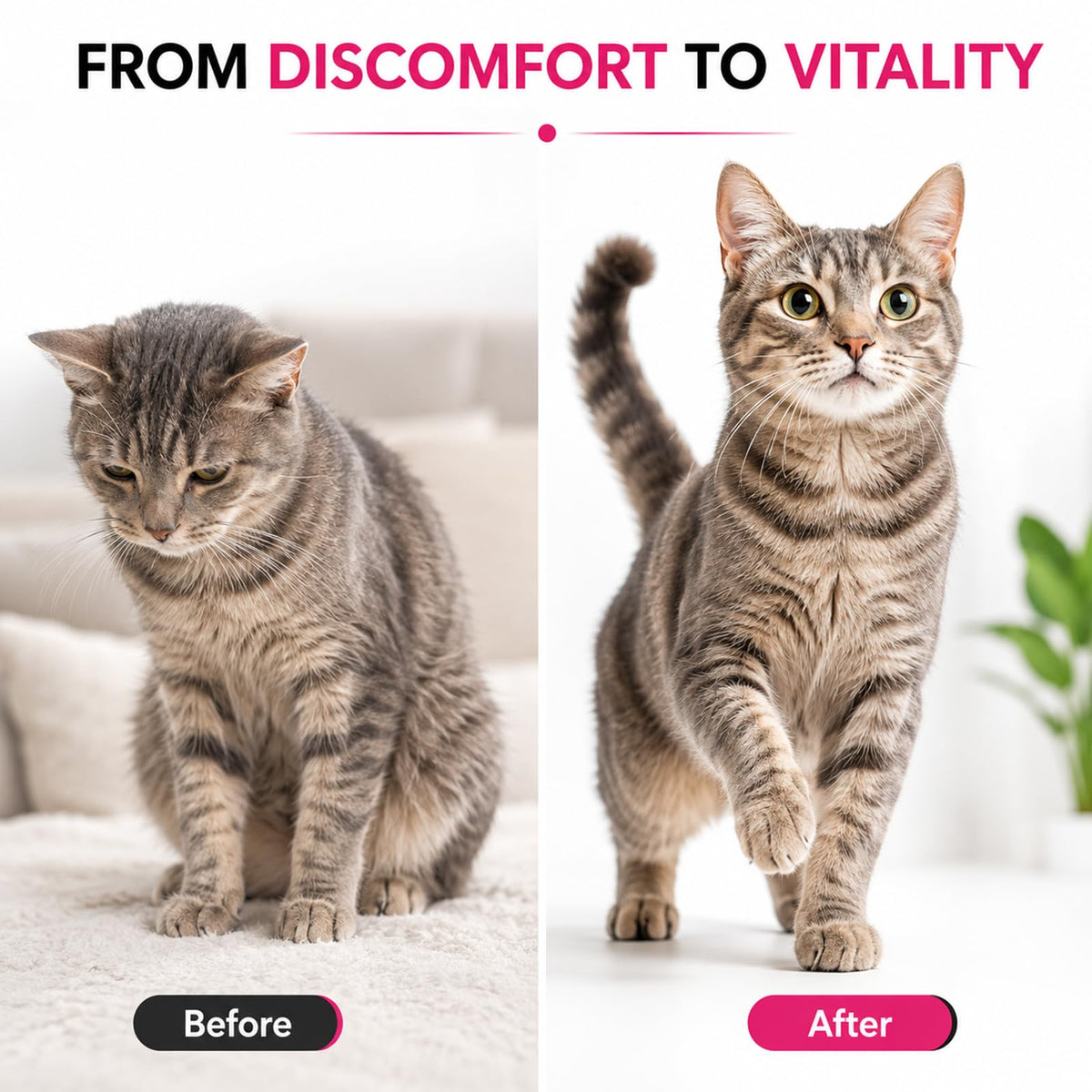 Liquid Dewormer for Cats 100 mg/mL Oral Suspension C466