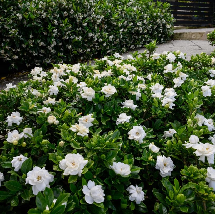 White Gardenia Live Plant 6-8 Inch Tall 3.5 Inch Pot C58725