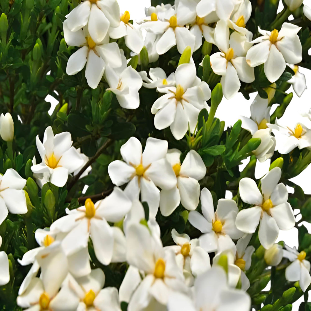 White Flowering Gardenia Shrub 1 Gallon Potted O112