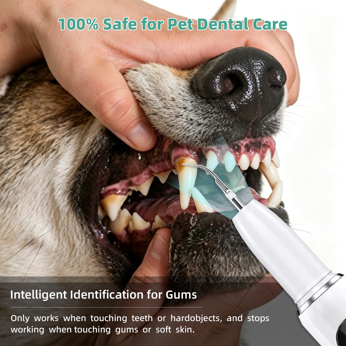 Ultrasonic Dog Teeth Cleaning Kit with LED Light H2773